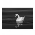 ANDY HOOK GREETINGS CARD - SWAN